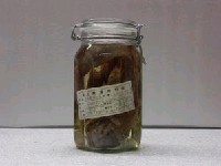 藏品(日本軟腕魚)的圖片